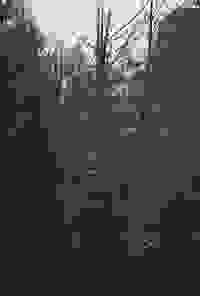 stratname: strat016-foret 