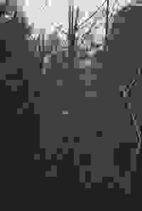 stratname: strat072-foret-diagonales 